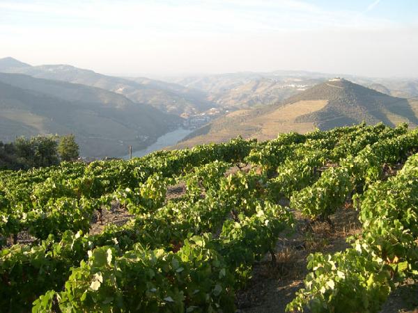 Foto da região Douro e Vale do Douro